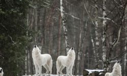 늑대한테 물리는 꿈의 의미