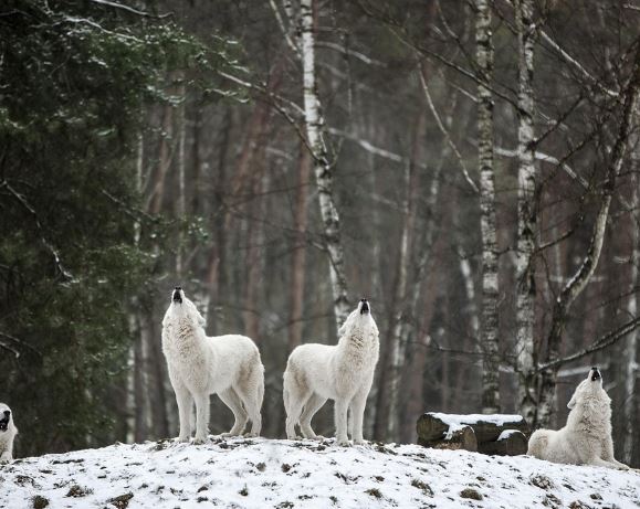 늑대한테 물리는 꿈의 의미