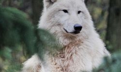 하얀 늑대 꿈의 의미