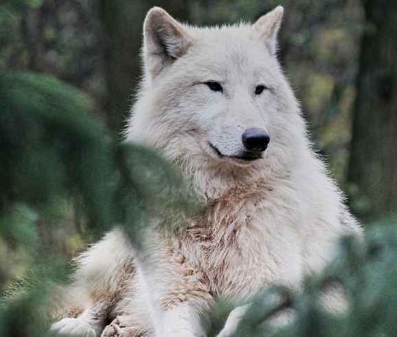 하얀 늑대 꿈의 의미