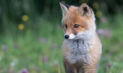 여우 꿈의 의미