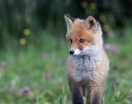 여우 꿈의 의미