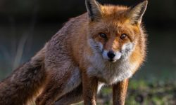 여우 죽이는 꿈의 의미