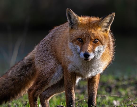 여우 죽이는 꿈의 의미