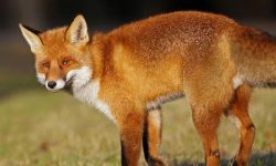 여우 잡는 꿈의 의미