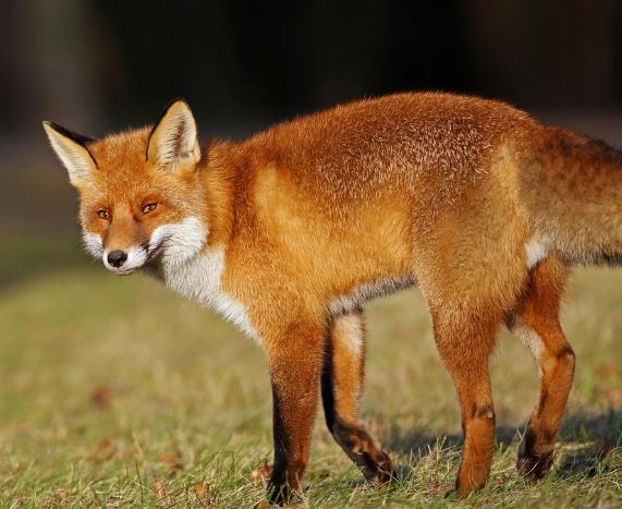 여우 잡는 꿈의 의미