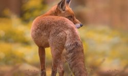 여우 보는 꿈의 의미