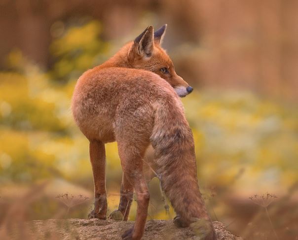 여우 보는 꿈의 의미