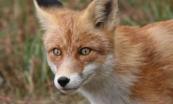 여우한테 물리는 꿈의 의미