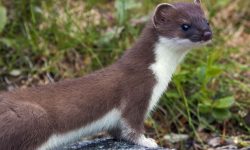 족제비 꿈의 의미