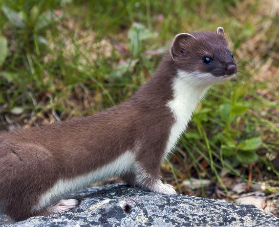 족제비 꿈의 의미