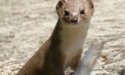 족제비 잡는 꿈의 의미(태몽, 재물, 운세)