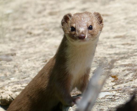 족제비 잡는 꿈의 의미(태몽, 재물, 운세)
