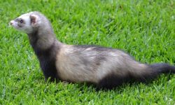 족제비 죽이는 꿈의 의미