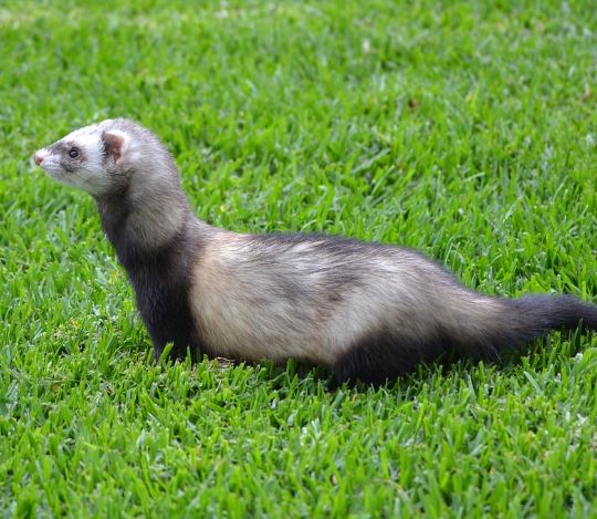 족제비 죽이는 꿈의 의미