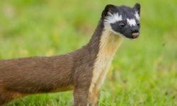 족제비한테 물리는 꿈의 의미