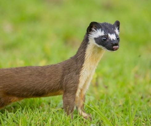 족제비한테 물리는 꿈의 의미