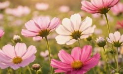 꽃 구경하는 꿈의 의미는?(해몽, 태몽, 재물, 운세) 꽃 구경하는 꿈의 의미