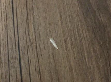 흰벌레 꿈의 의미