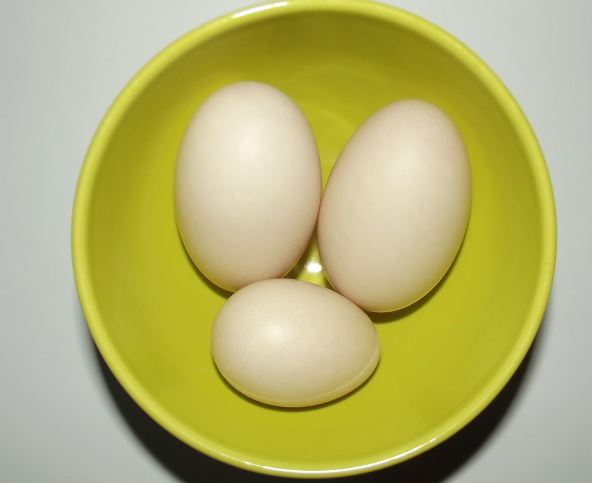 오리알 꿈의 의미