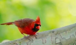 빨간 새 꿈의 의미