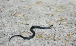 뱀이 달려드는 꿈의 의미는?(해몽, 태몽, 재물, 운세) 뱀이 달려드는 꿈의 의미