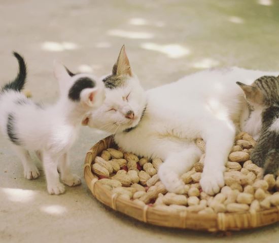 새끼 고양이 꿈의 의미