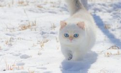 고양이 죽이는 꿈의 의미