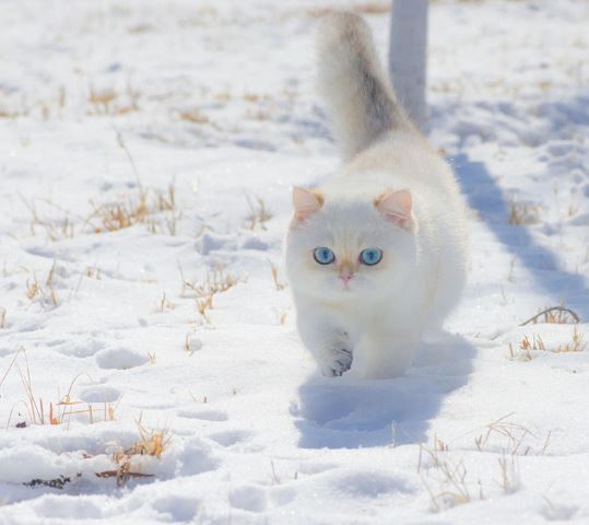 고양이 죽이는 꿈의 의미